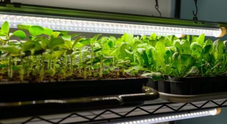 Young flower seedlings growing under indoor LED grow lights. 