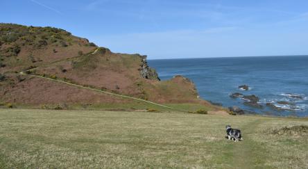 Burnett the dog looking over cliffs in the UK.