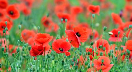Red poppies in a green field