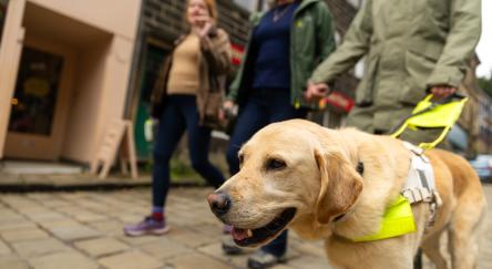 A low angle shot of a visually impaired man in his 60s walking with his wife, daughter and his guide dog on the cobbled street.